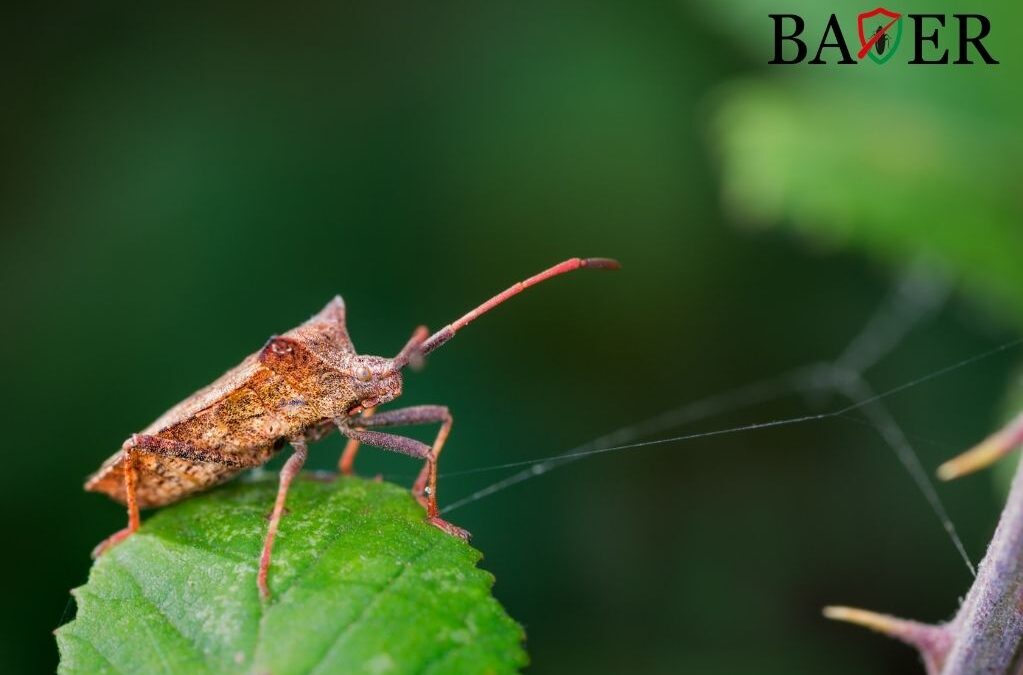 Rovarirtás Keszthely városában: miért éri meg időben lépni, és mit nyersz vele?